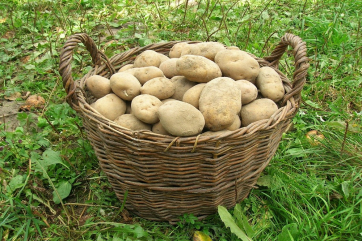 Аграрии предупредили о нехватке картофеля в 2022 году